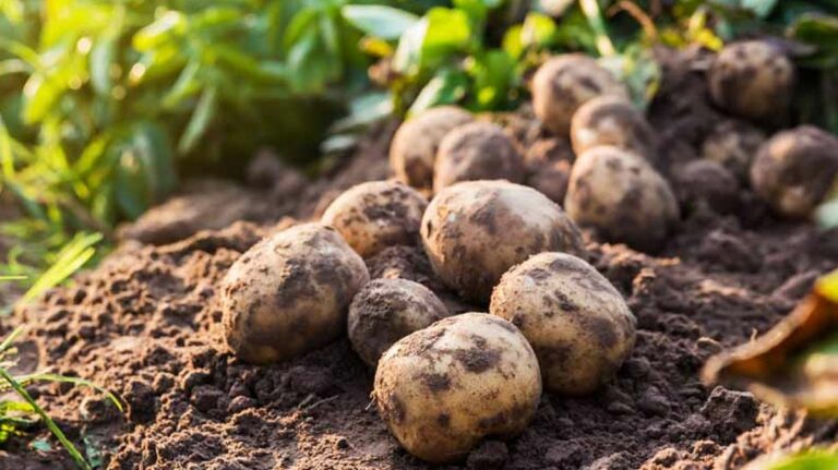 15 conseils pour augmenter considérablement votre récolte de pommes de terre