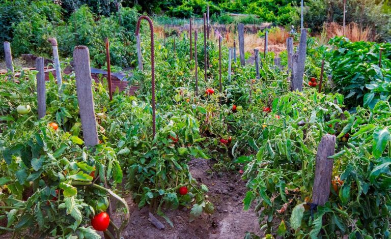 Les avantages de cultiver un potager