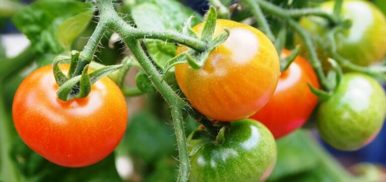 Conseils pour faire pousser des tomates