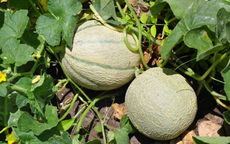 12 fruits et légumes à planter ce printemps