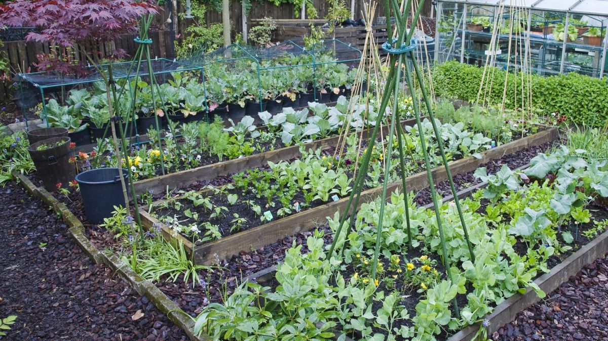 démarrer un jardin potager