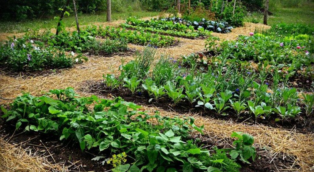 jardin potager