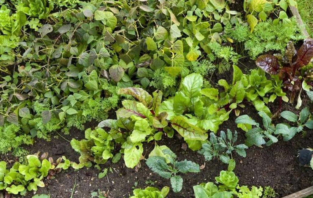 jardin potager débutants