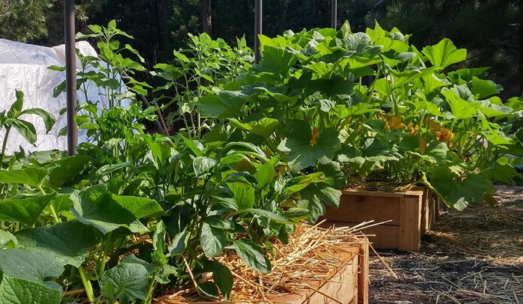 jardin potager protection