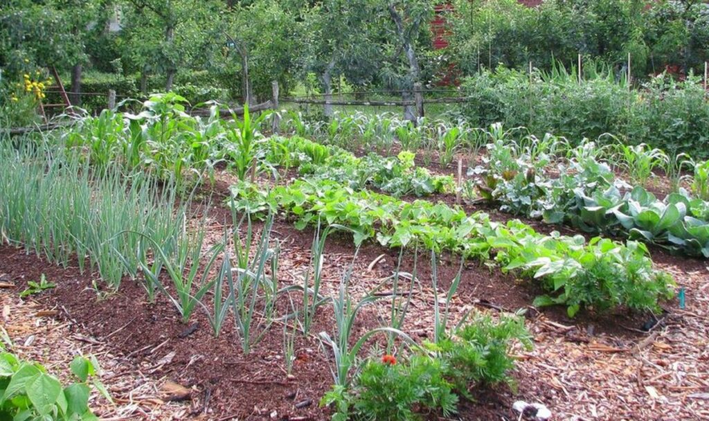 légumes pour commencer un jardin potager