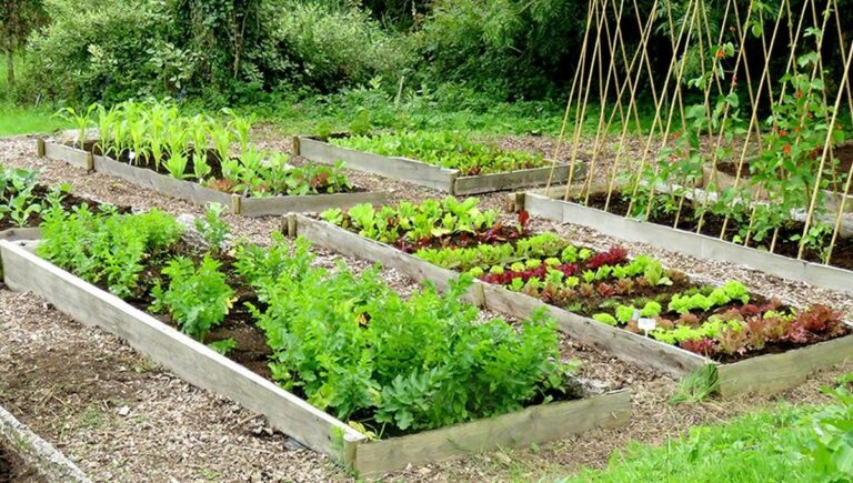 Carré Potager : Cultivez des légumes et plantes sur petite surface