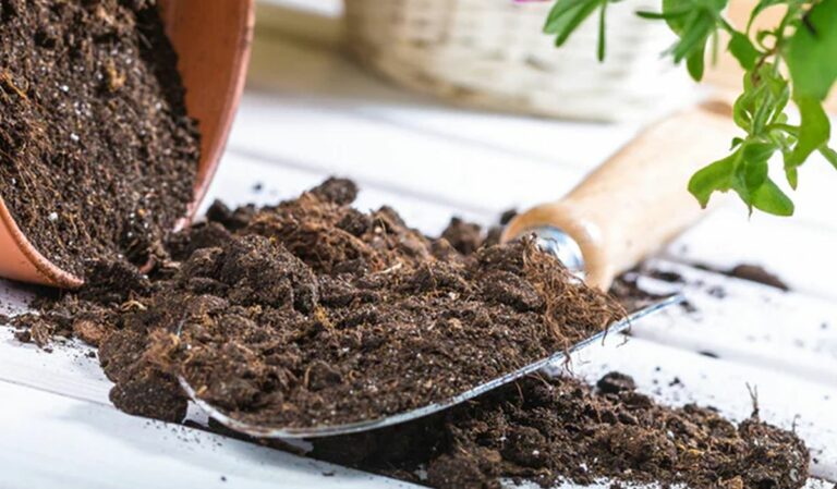 Où trouver du terreau pas cher pour son potager : nos astuces pour économiser