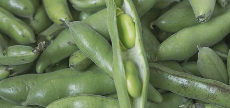 Comment faire pousser des fèves dans le potager