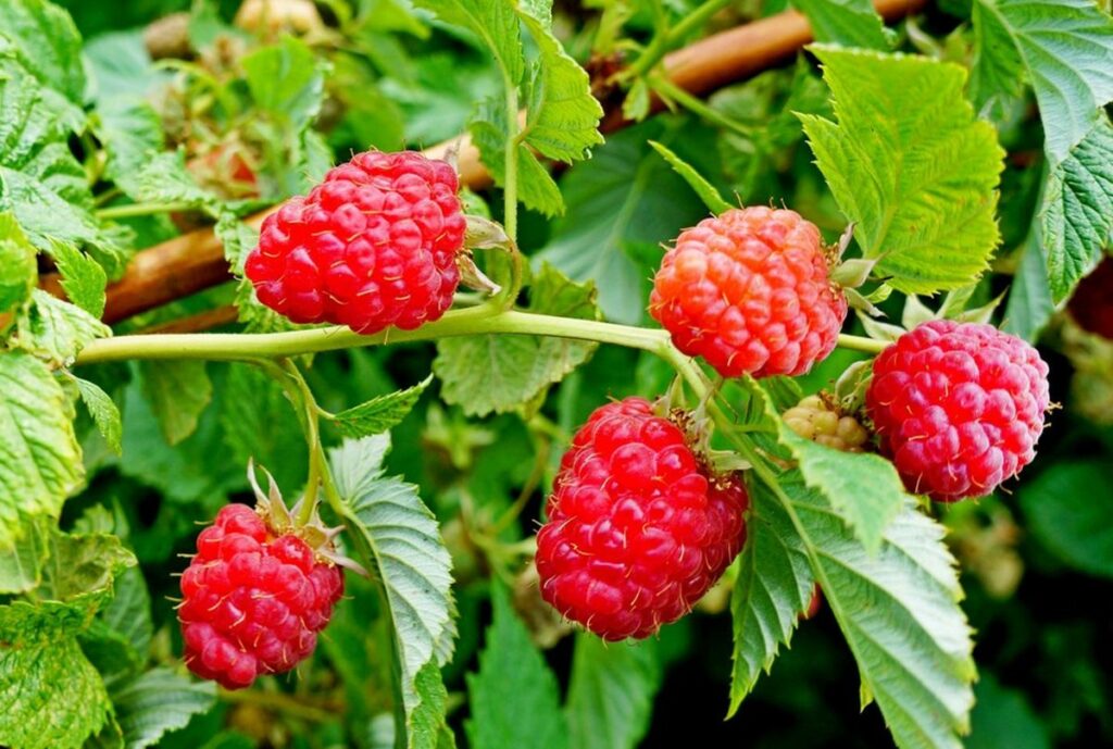 framboises jardin