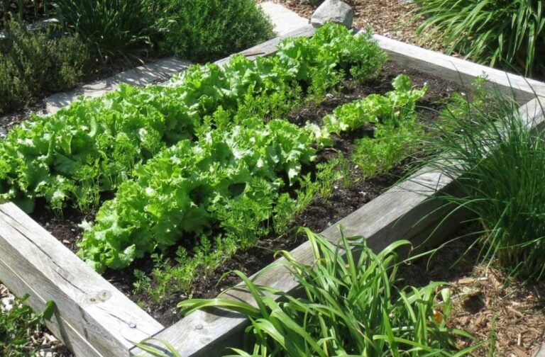 Comment déterminer le tarif idéal pour la location d&rsquo;un jardin potager urbain ?