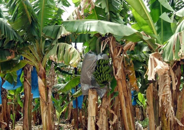 Les secrets de la culture de la banane : tout ce que vous devez savoir