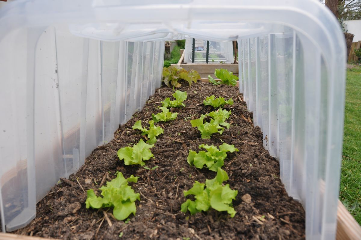 Potager du Froid en Hiver 