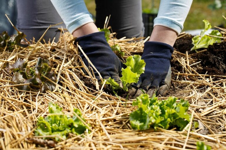Astuces pour Protéger Votre Potager en Hiver : Conseils Essentiels pour une Récolte Abondante