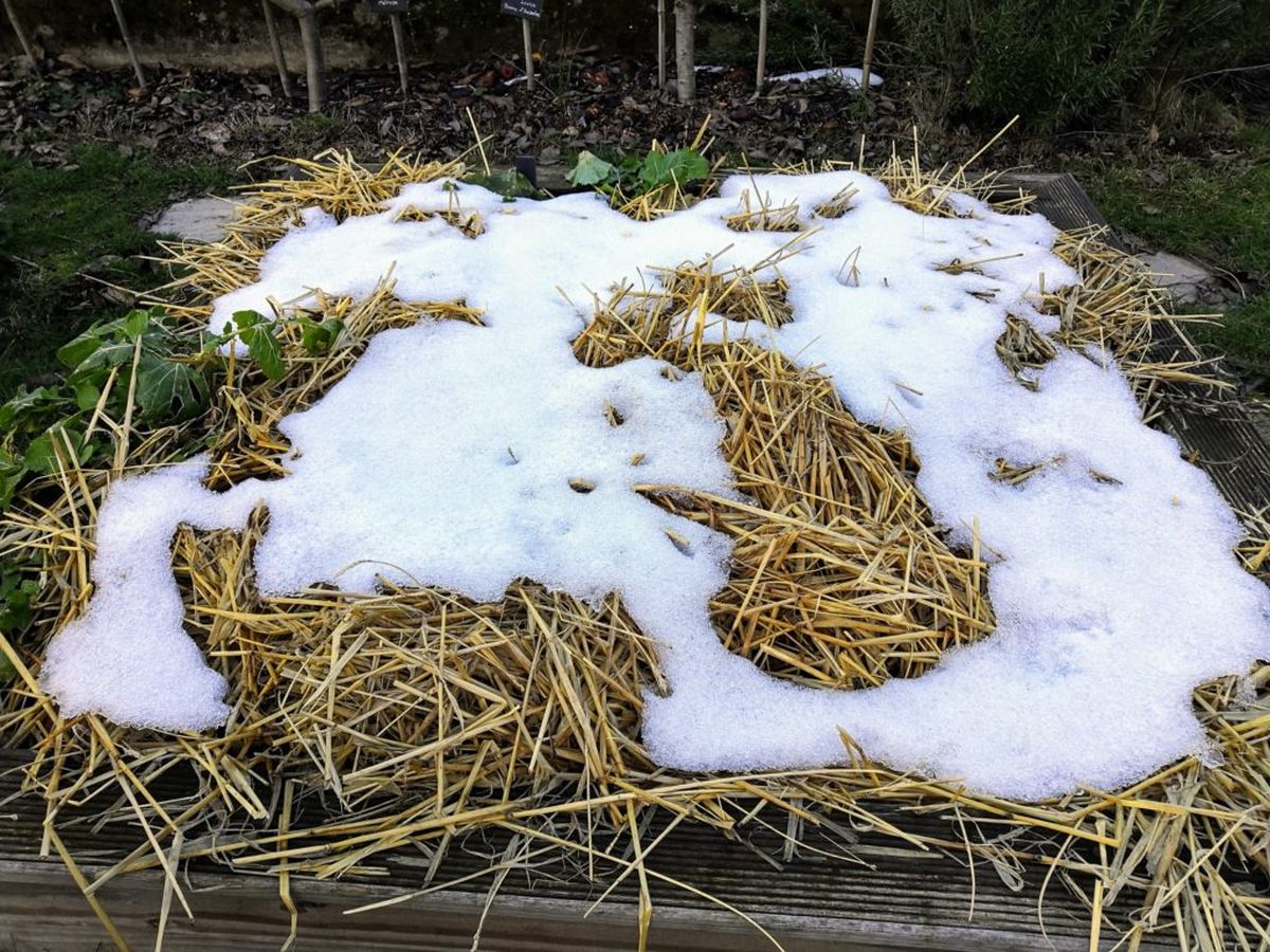 la toile de jute peut fournir une protection supplémentaire contre le gel.