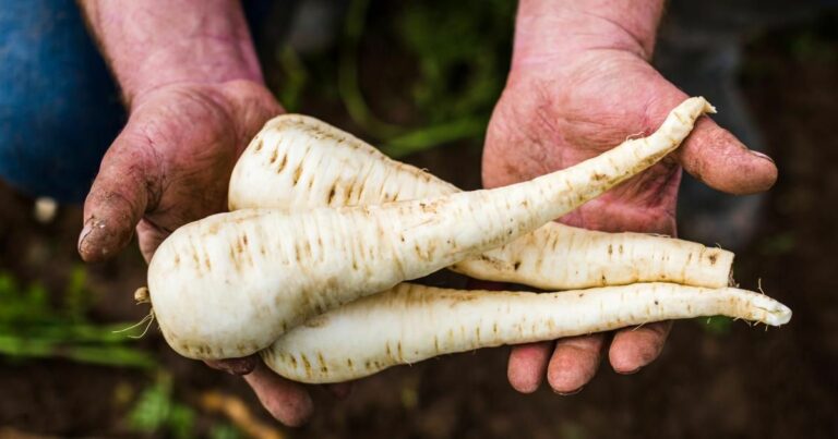 10 légumes à semer en février/mars pour un potager luxuriant