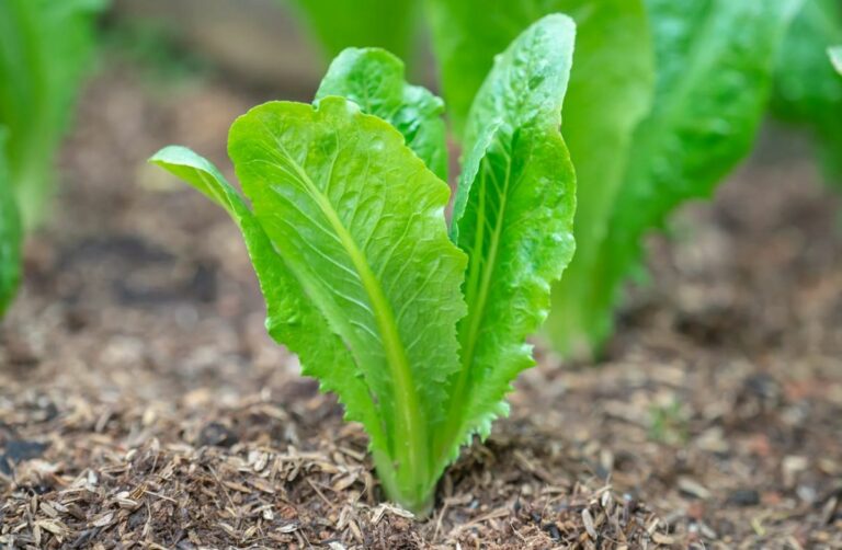 Planter en février : les meilleures variétés de salade pour un potager hivernal réussi