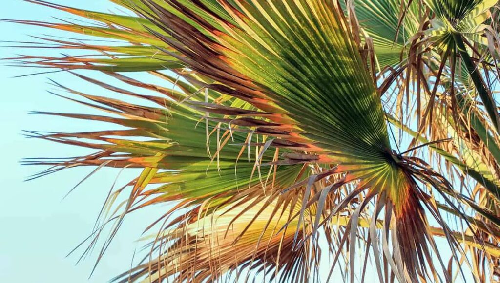 Feuilles de palmier jaunes Comprendre et traiter ce phénomène courant