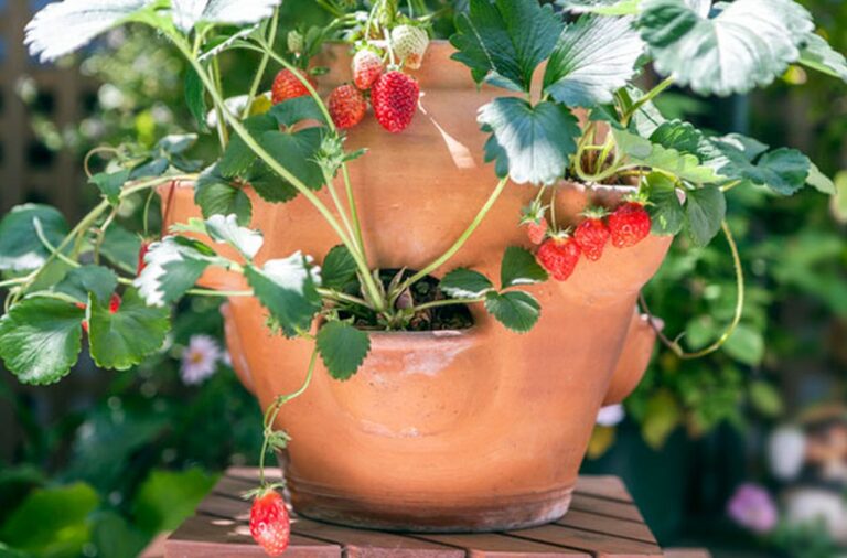 La culture des fraisiers en pots : secrets pour des fraises succulentes