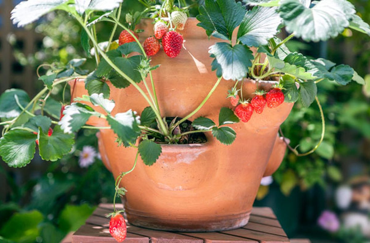 fraisier en pot
