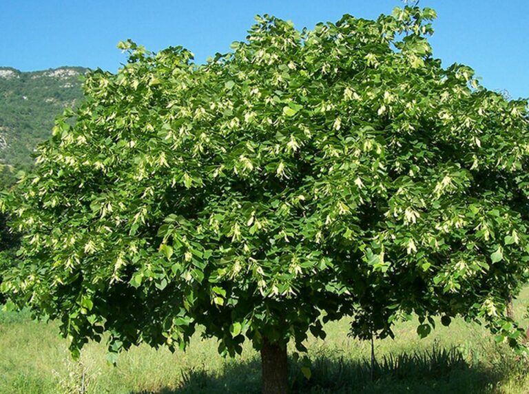 Inconvénients du tilleul dans un jardin : Les défis de la croissance de cet arbre splendide