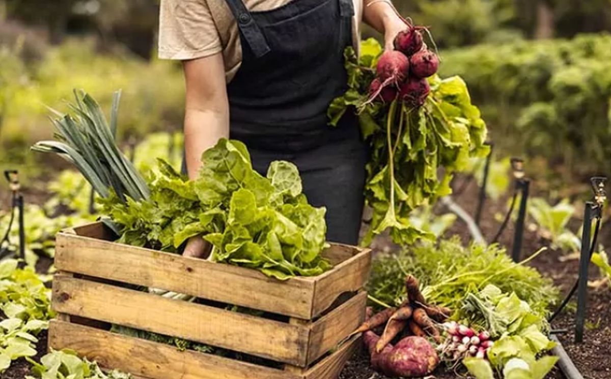 potager économique