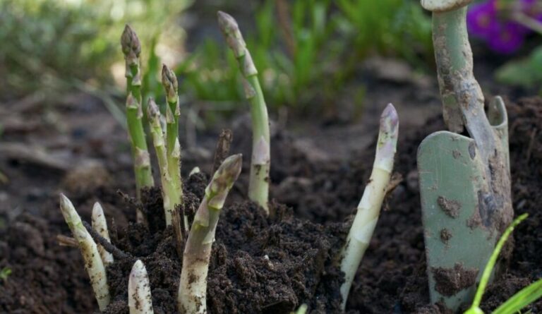 Comment faire pousser des asperges dans son jardin potager : guide complet pour une récolte abondante