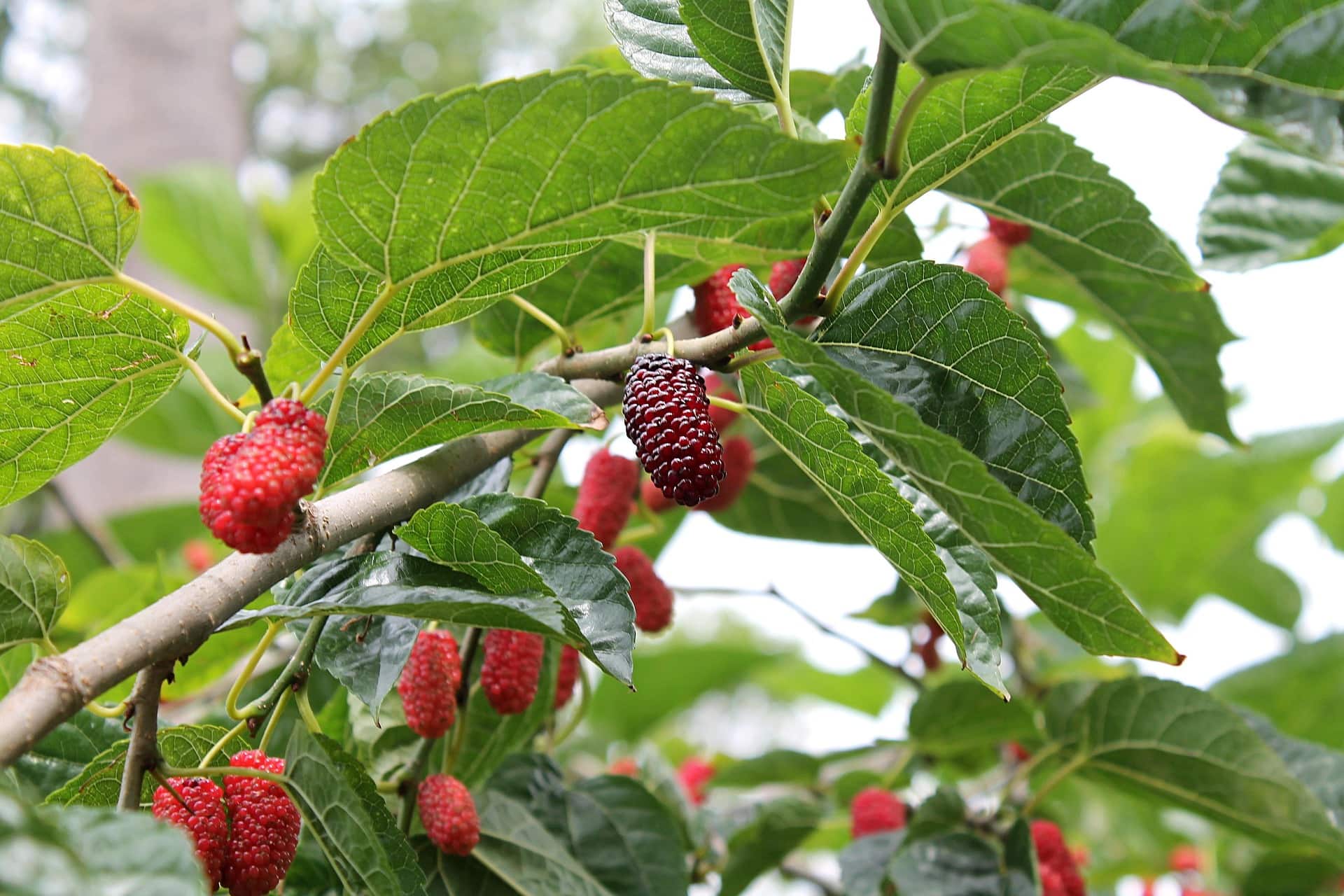 Tailler un mûrier platane en parasol : le guide complet pour un arbre parfait