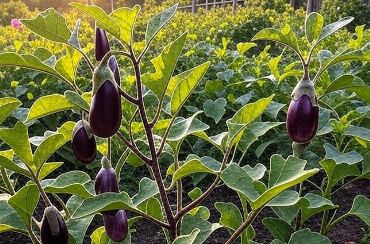 Quand planter les aubergines dans le potager