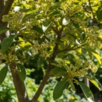 Comment faire fleurir un avocatier : guide complet pour réussir chez vous