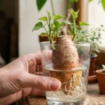 Fruits et légumes à faire pousser à partir de déchets