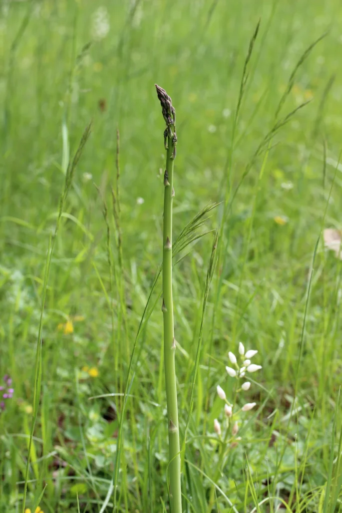 Asperge