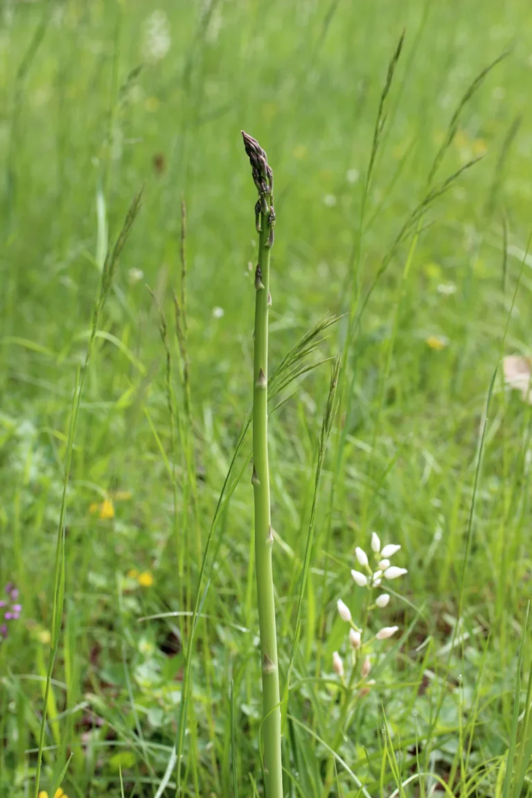 Asperge