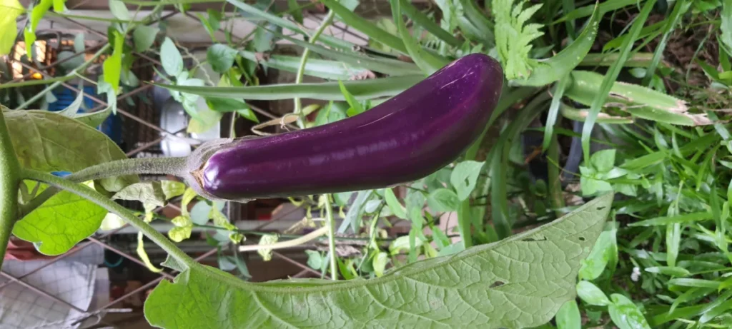 Aubergine