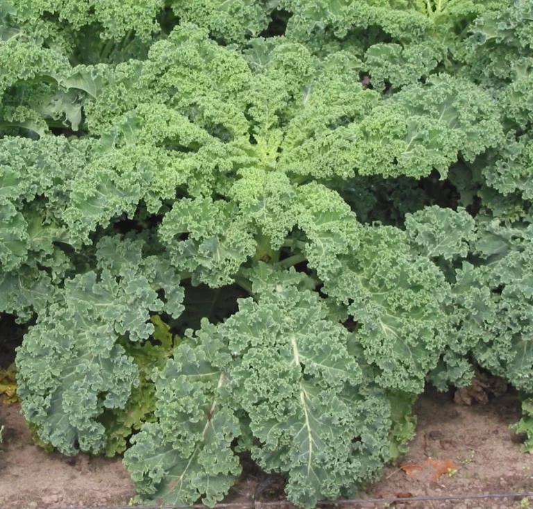 Chou kale