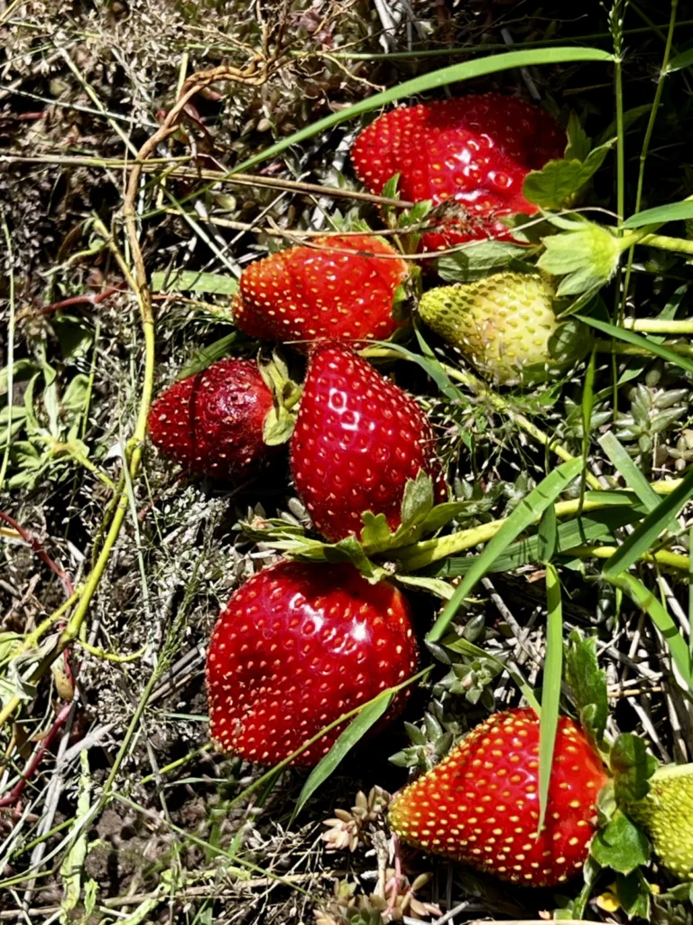Fraise