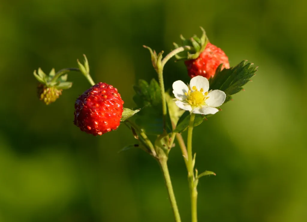 Fraise