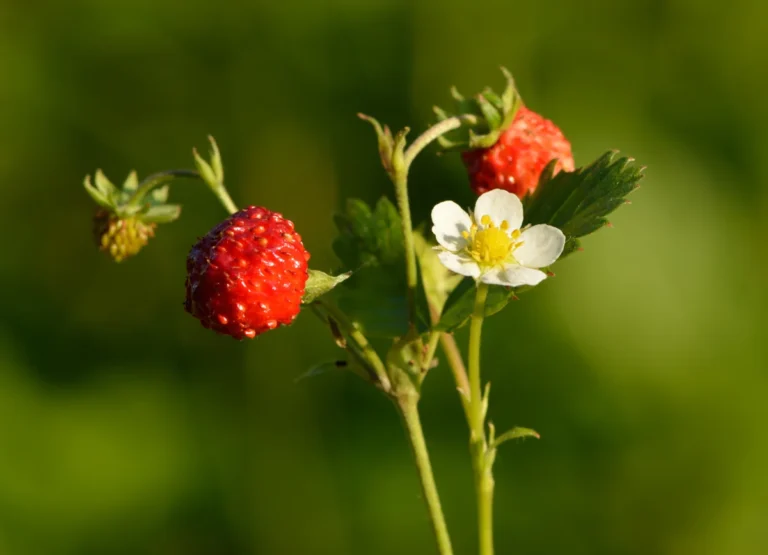 Fraise