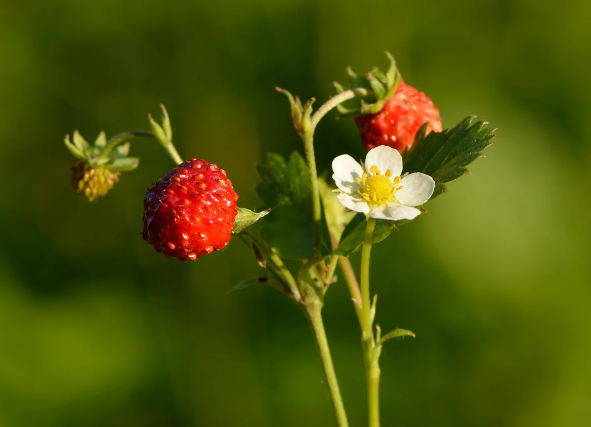 Fraise